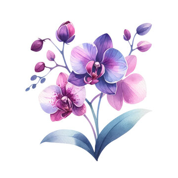recommend clip art: Watercolor orchid clipart featuring exotic blooms in purple and pink hues. orchid illustration png clip art. stationary wedding bridal home decor.