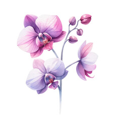 Fototapeta na wymiar Watercolor orchid clipart featuring exotic blooms in purple and pink hues. orchid illustration png clip art. stationary wedding bridal home decor.