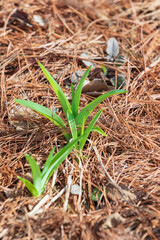 Green daylily shoots herald the arrival of spring. Hemerocallis fulva