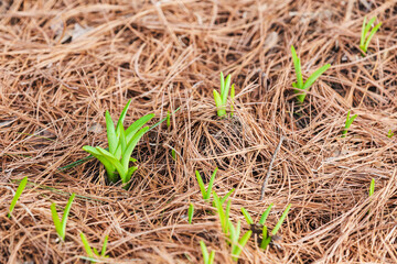 Green daylily shoots herald the arrival of spring. Hemerocallis fulva