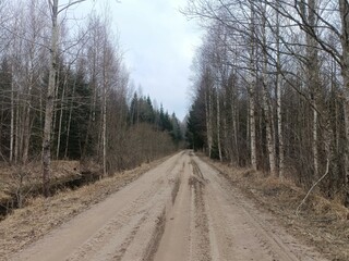 Road in forest in Siauliai county during cloudy early spring day. Oak and birch tree woodland. cloudy day with white clouds in blue sky. Bushes are growing in woods. Sandy road. Nature. Miskas.	