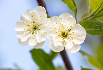 Flowers on a plum tree against the blue sky in spring. Close-up