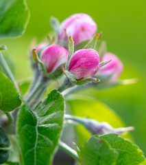 Flowers on an apple tree in spring. Close-up