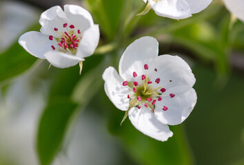 Fototapeta premium Flowers on a pear tree in spring. Close-up
