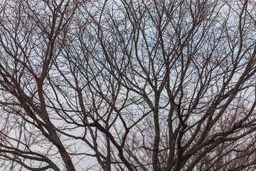 A landscape of bare tree branches.