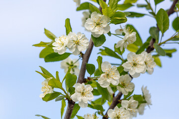 Flowers on a plum tree against the blue sky in spring. Close-up