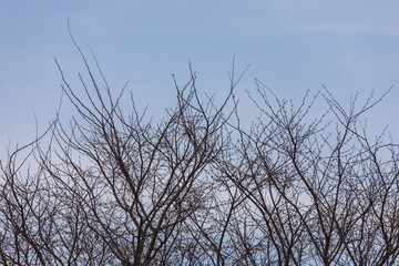 A landscape of bare tree branches.