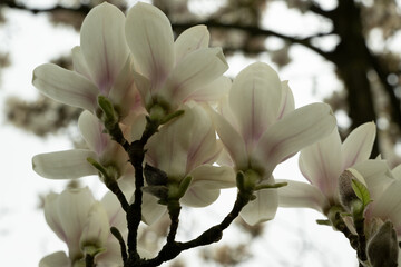 magnolie baum blüte himmel close nah
