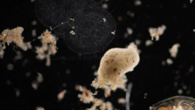 Amoebae move and feed by using pseudopods, which are bulges of cytoplasm formed by the coordinated action of actin microfilaments pushing out the plasma membrane that surrounds the cell.