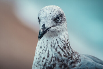 Head of a seagull from the front with the beach and the sea in the background out of focus
