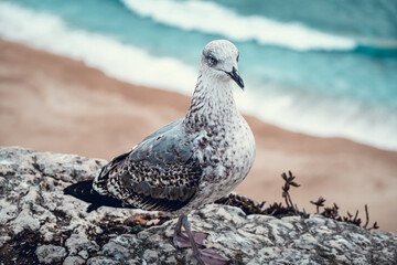 Seagull leaning on a rock with the beach in the background out of focus