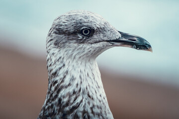 Head of a seagull with the beach in the background out of focus

