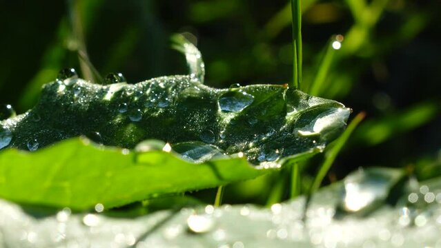 【キラキラ輝く雫】葉っぱの中の水たまり 水滴・雫の風景 早朝の川辺 水の玉のスローモーション