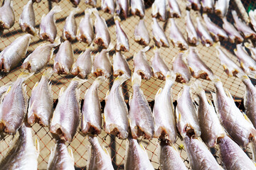 fish is dried on the fisherman's net. To wait to be put up for sale to tourists