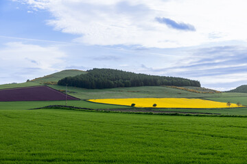 A serene Scottish countryside scene, where a bright rapeseed bloom intersects with verdant fields...