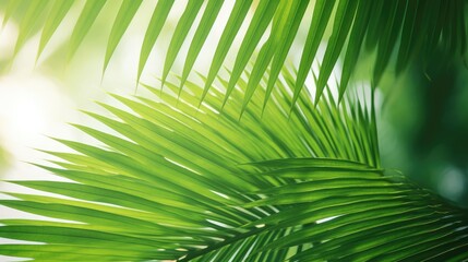 Fototapeta premium The spiked leaves of a small palm tree in the foreground with the background illuminated by the midday sun.
