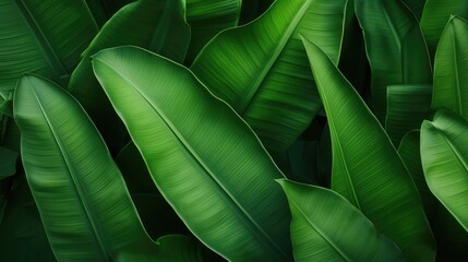 The spiked leaves of a small palm tree in the foreground with the background illuminated by the midday sun.