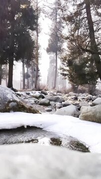 Slow motion of snow flakes falling during the seasons first snow fall on coniferous trees in Kashmir, India.