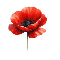 Watercolor poppy clipart with vibrant red petals and black centers. watercolor illustration. 