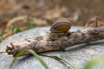 Big snail in shell crawling on road, summer day in garden 2