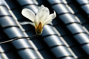 Fototapeten  lovely magnolia blossom in springtime © 曹宇
