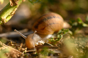 Big snail in shell crawling on road, summer day in garden 1