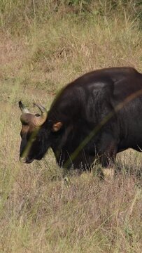 A huge Indian Gaur male grazes hay from the ground in the forest at Churna, Satpuda, Madhya Pradesh India