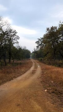 Video of a path in the forest of Churna, Satpuda taken during a wildlife safari in Central India, Madhya Pradesh