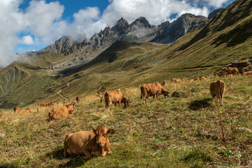 Troupeau de vaches , alpages du Beaufortain en été ,  Savoie , Alpes , France - obrazy, fototapety, plakaty