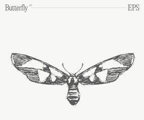 Hand drawn monochrome butterfly illustration on blank backdrop. Vector sketch. - 768601113