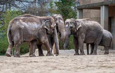 Elephant Family cute lovely friendly happy dark gray asian elephant family mother and a child in a zoo
