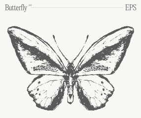 Hand drawn monochrome butterfly illustration on blank backdrop. Vector sketch. - 768601720