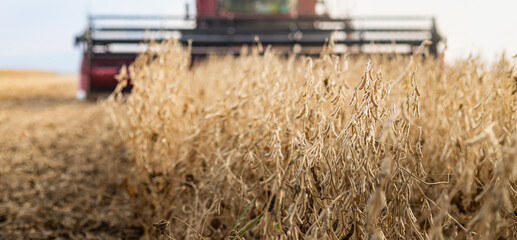 Harvesting of soybean field with combine.