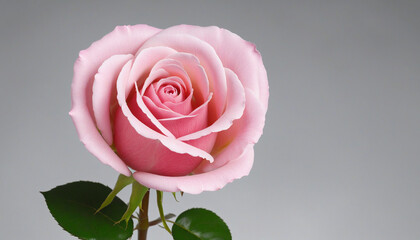 pink rose in a vase colorful background