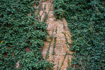 Old ancient brick wall texture background with ivy plant