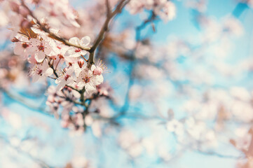 Beautiful spring background with pink cherry blossom and blue clear sky