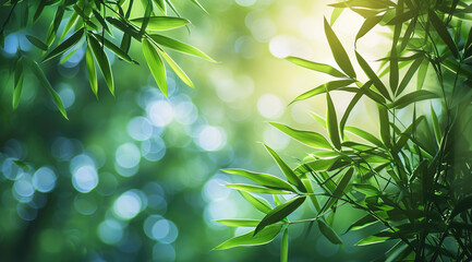 bamboo forest background with bokeh effect