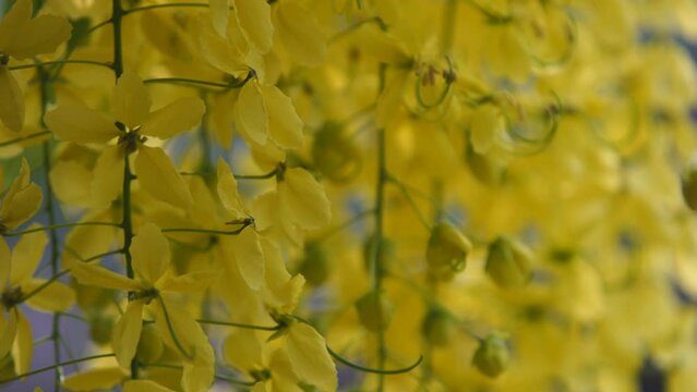 beautiful blooming golden shower tree flower