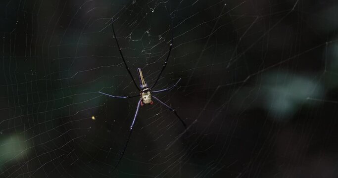 Camra zooms in as this spider is waiting for its prey, Giant Golden Orb Weaver Nephila pilipes, Thailand