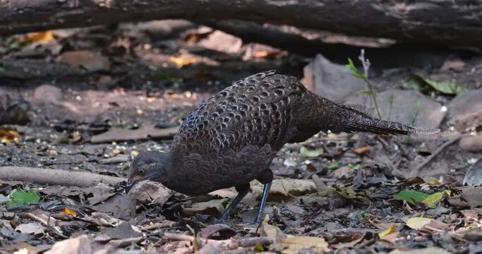 Female seen looking around then starts foraging for food on the ground, Grey peacock-pheasant Polyplectron bicalcaratum, Thailand