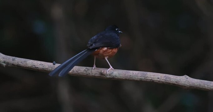 Seen from its back perched on a big vine then flies away, White-rumped Shama Copsychus malabaricus, Male, Thailand