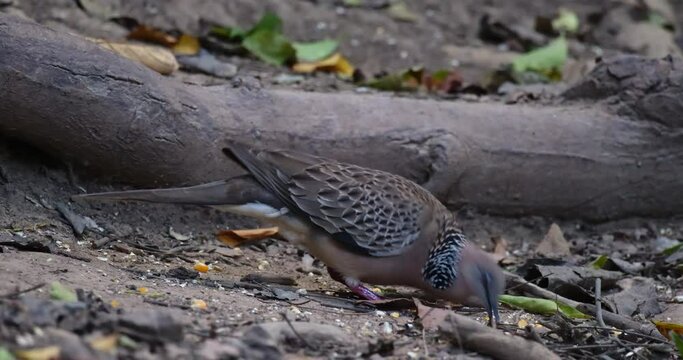 Feeding on the ground while facing to the right as seen deep in the forest, Eastern Spotted Dove Spilopelia chinensis, Thailand