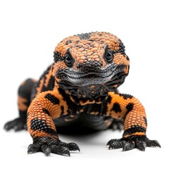Gila Monster in natural pose isolated on white background, photo realistic