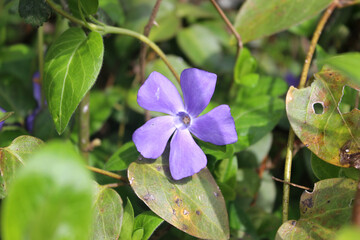 Obraz premium Periwinkle blossom (Vinca pubescens). A species of periwinkle growing wild in Abkhazia