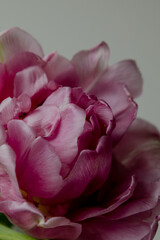 pink tulip petals close-up