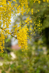 Golden shower flower or Indian Laburnu, Cassia fistula on Golden shower tree.