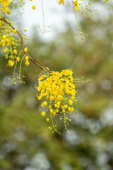 Golden shower flower or Indian Laburnu, Cassia fistula on Golden shower tree.