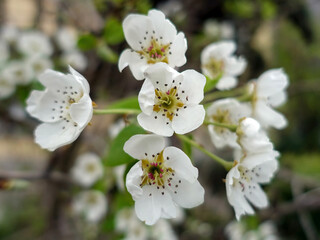 Whlte flowers with stamens on the tree in spring