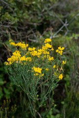 The Calanques National Park, near Marseille in the south of France. Magnificent landscapes, calanques with turquoise waters, a heaven place for summer