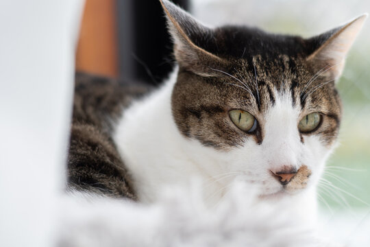 見つめる猫　キジトラ白